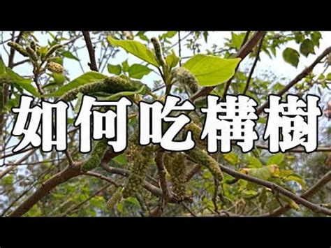 構樹根功效|楮樹根,楮樹根的功效與作用